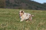 BERGER AUSTRALIEN PUPPIES 712